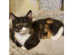 Adopt Whitney (Shawna) a All Black Calico / Mixed (medium coat) cat in Napa