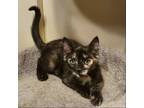 Adopt Adele (Shawna) a Tortoiseshell Domestic Shorthair / Mixed (short coat) cat