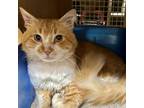 Adopt Kevin (Napa Petco) a Orange or Red (Mostly) Domestic Longhair / Mixed