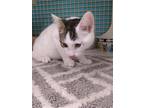 Adopt Jasper (MC) a Brown Tabby Domestic Shorthair / Mixed (short coat) cat in