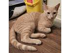 Adopt JJ (MC) a Orange or Red Domestic Shorthair / Mixed (short coat) cat in
