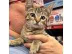 Adopt Truly Trudy (Napa Petco) a Brown Tabby Domestic Shorthair / Mixed (short