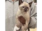 Adopt Winston (MC) a Brown or Chocolate (Mostly) Siamese / Mixed (short coat)