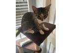 Adopt Mia/Yara a Spotted Tabby/Leopard Spotted Domestic Shorthair / Mixed (short