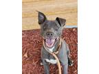 Adopt Shaylee a Staffordshire Bull Terrier dog in Bolivar, MO (38588752)