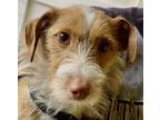 Adopt All In Pauly a Red/Golden/Orange/Chestnut - with White Schnauzer