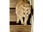 Adopt Chase a Cream or Ivory Domestic Shorthair / Mixed (short coat) cat in