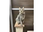 Adopt Cedras Vita a Brown Tabby Domestic Mediumhair / Mixed (medium coat) cat in