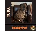 Adopt TUBA a Brindle Cane Corso / American Pit Bull Terrier / Mixed dog in