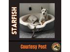 Adopt STARFISH a White - with Tan, Yellow or Fawn German Shepherd Dog / Mixed