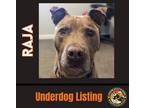 Adopt RAJA a Brown/Chocolate - with Tan American Pit Bull Terrier / Mixed dog in