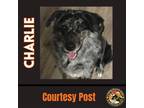 Adopt CHARLIE #9 a Gray/Silver/Salt & Pepper - with Black Australian Shepherd /