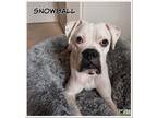 Adopt Snowball a White Boxer / Mixed dog in Woodinville, WA (38544894)