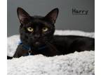 Adopt Harry #giant-lover-boy a Black (Mostly) Bombay / Mixed (short coat) cat in