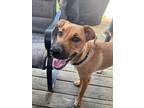 Adopt Lylah (FKA Amaretto 23-080 D) a Tan/Yellow/Fawn Mixed Breed (Medium) dog