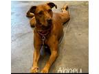 Adopt Abbey a Red/Golden/Orange/Chestnut Vizsla / Labrador Retriever dog in