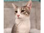 Adopt Dave a Gray or Blue (Mostly) Domestic Shorthair / Mixed (short coat) cat