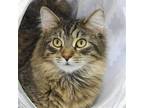 Adopt Bashful a Brown Tabby Domestic Shorthair / Mixed (short coat) cat in San