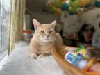 Adopt Caramel a Tan or Fawn Tabby Domestic Mediumhair / Mixed (medium coat) cat