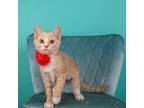 Adopt Karen Smith a Tan or Fawn Domestic Shorthair / Mixed cat in Cincinnati