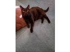 Adopt Jack a All Black Domestic Mediumhair / Mixed (medium coat) cat in