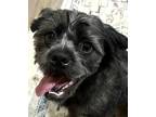 Adopt Adam Bonded with Shelby - Adopt Me! a Black Terrier (Unknown Type