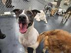 Adopt Scarp a American Pit Bull Terrier / Mixed dog in Barrington, RI (38319463)