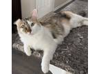 Adopt Juliet a Calico or Dilute Calico Domestic Mediumhair (medium coat) cat in