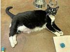 Adopt Tuxy a Black (Mostly) Domestic Shorthair / Mixed (short coat) cat in
