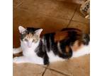 Adopt Dicey a Calico or Dilute Calico Domestic Shorthair cat in Richardson