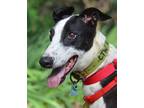 Adopt Fleek a White - with Black Greyhound / Mixed dog in Minneapolis