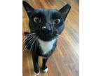 Adopt Excalibur a Domestic Shorthair / Mixed (short coat) cat in Cincinnati