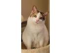 Adopt Dulcy a Domestic Shorthair / Mixed (short coat) cat in Cincinnati