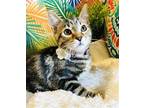Adopt Gala Litter Sonora a Brown Tabby Domestic Shorthair / Mixed (short coat)