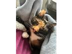 Adopt Tippy a Calico or Dilute Calico Calico / Mixed (short coat) cat in