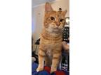 Adopt Lord Archibald Stubbytail a Orange or Red Domestic Shorthair / Mixed