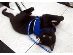 Adopt Stedman a Black (Mostly) Domestic Shorthair / Mixed (short coat) cat in