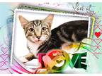 Adopt Shane a Brown Tabby Domestic Shorthair / Mixed (short coat) cat in