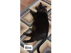 Adopt BINX a All Black Domestic Shorthair / Mixed (short coat) cat in