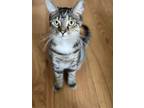 Adopt Sadako a Brown Tabby Domestic Shorthair / Mixed (short coat) cat in