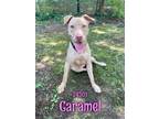 Adopt Caramel a Tan/Yellow/Fawn Labrador Retriever / Mixed dog in Oak Ridge