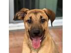 Adopt Holmes - Adopt Me! a Plott Hound / Mixed dog in Lake Forest, CA (38357141)
