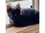 Adopt Rocket a Black (Mostly) Domestic Shorthair / Mixed (short coat) cat in