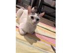 Adopt Roxy a White (Mostly) Domestic Shorthair / Mixed (short coat) cat in