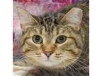Adopt Lindsay a Brown Tabby Domestic Shorthair / Mixed (short coat) cat in