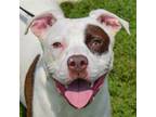 Adopt Rico a White - with Red, Golden, Orange or Chestnut American Staffordshire