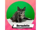 Adopt Bernadette Rostenkowski-Wolowitz a Gray or Blue American Shorthair / Mixed