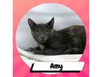 Adopt Amy Farrah Fowler a Gray or Blue American Shorthair / Mixed cat in Suisun