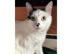 Adopt Zach a Black & White or Tuxedo Domestic Shorthair / Mixed cat in Seal