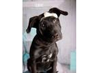 Adopt Ouray a Black - with White Labrador Retriever dog in Littleton